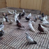 کبوتر تک پرتهرانی