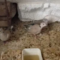 کبوتر خانگی