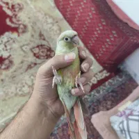 طوطی گرینچیک