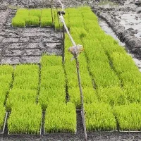 توم هاشمی با جو اصلاح شده پر پشت