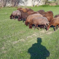 گوسفند آبستن شیشک|حیوانات مزرعه|گلوگاه, |دیوار