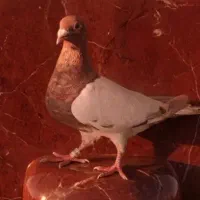 کبوتر ماده میولمنز و جفت بزک