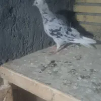 سوردمسفید ماده کلای