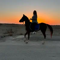 اسب یک سر عرب