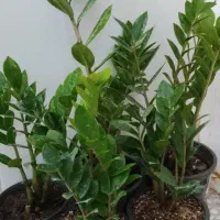 تخفیف گل تا امشب|گل و گیاه طبیعی|قم, زاد|دیوار