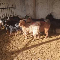 ماده بز|حیوانات مزرعه|هشتگرد, تهران دشت|دیوار