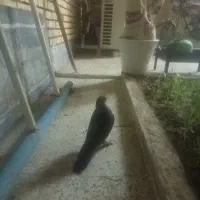 کبوتر موشی پا پری سالم فقط یکم نکش کل|پرنده|رامهرمز, |دیوار