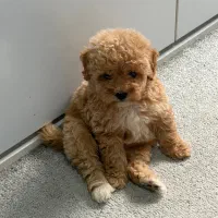 پودل تاینی توی