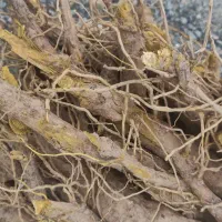 نهال زرشک وعناب دووسه ساله