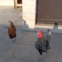 دو جفت مرغ و خروس بالغ مینیاتوری|پرنده|ری, فیروزآبادی|دیوار