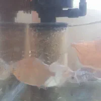 کت پوزه بوته ، سیچلاید ، کالر ، آنجل ، گوپی  غارکت|ماهی|تهران, کن|دیوار