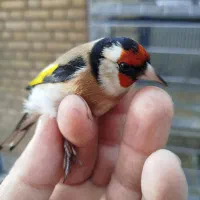 سهره تک وتعداد|پرنده|پاکدشت, پاکدشت (مامازند)|دیوار