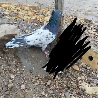 کله سیاه ماده