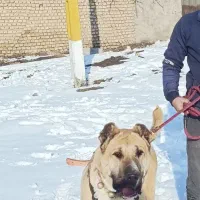 سگ خراسانی