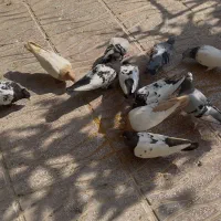 کبوتر|پرنده|قشم, |دیوار