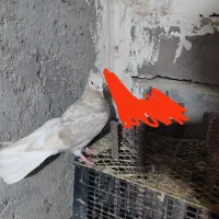 کبوتر کرم دم سفید کاکلی نر