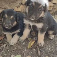 توله ژرمن دو رگه