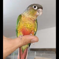 گرینچیک سرلاکی و دونخور|پرنده|مبارکه, |دیوار