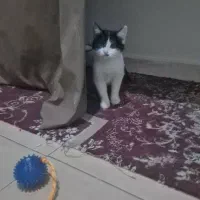 واگذاری رایگان