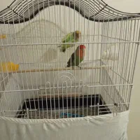 برزیلی ماده