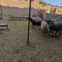 میش داشتی|حیوانات مزرعه|سبزوار, قصبه شرقی|دیوار