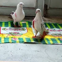 کفتر تهرانی نرو ماده به شرط
