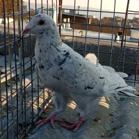 ۴تا کفتر نر پرشی