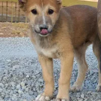 توله سگ سرابی نر اصیل