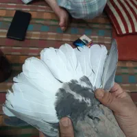 سرور دمسفید|پرنده|شاهرود, |دیوار