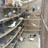 کفتر پرش سنگین تعدادی کفتر پرش سنگین|پرنده|شهریار, ابراهیمآباد|دیوار