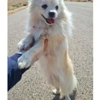 سگ پامرگمشده درشاپورجان