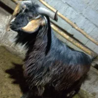 بزغاله نر قوی