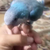 راهب ابی نر