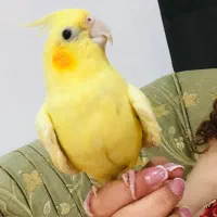 عروس هلندی زعفرانی ماده دستی