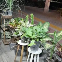 گل وگلدان|گل و گیاه طبیعی|مشهد, رده|دیوار