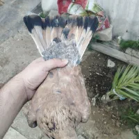 کله ای|پرنده|امیدیه, |دیوار