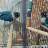 جفت طوطی برزیلی خوشگل