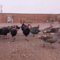 بوقلمون برنزه نر و ماده ..کیلو ۲۵۰