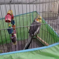 عروس  هلندی بفروش میرسد