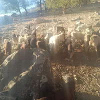 25عدد کهره دونه 5و پانصد|حیوانات مزرعه|لنده, |دیوار