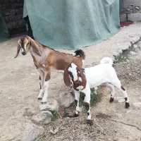 دو تا کهر دوقلو نر چپشت