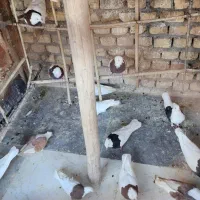 کبوتر طوقی|پرنده|یزد, |دیوار