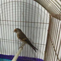 سهره قناری نر|پرنده|چهاردانگه (تهران), |دیوار