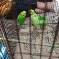 مرغ عشق