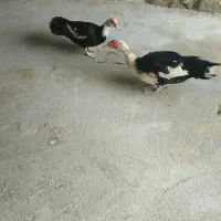 فروش جفت اردک مسکویی