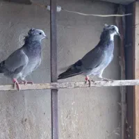 پرنده کبوتر جفت ابلغ موقلوف