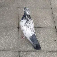 کبوتر رنگی|پرنده|بندر امام خمینی, |دیوار