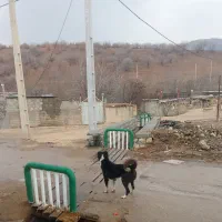 سگ قدریجونی