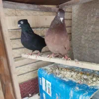 کبوترقیل و سرخ چشم و نوک سفید