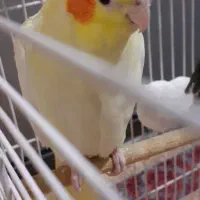 طوطی عروس هلندی